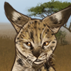 Affectionate Serval